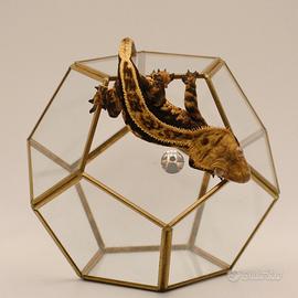 Geco Correlophus ciliatus tricolor empty back