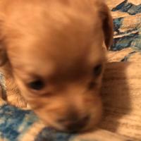 Maltipoo maltese barboncino