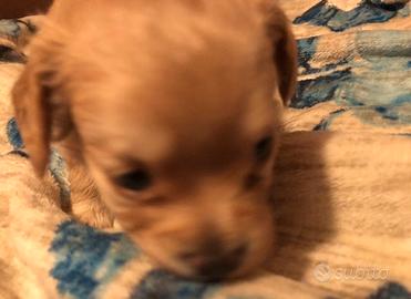 Maltipoo maltese barboncino