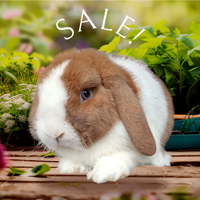 Minilop purissimi ,vaccino,trattamenti,vari colori