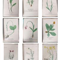 Stampe botaniche naturali - tecnica calcografica