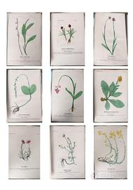 Stampe botaniche naturali - tecnica calcografica