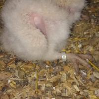 Pulli di rapace barbagianni disponibili