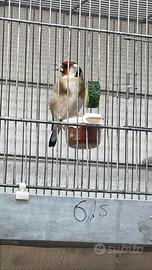 Cardellino