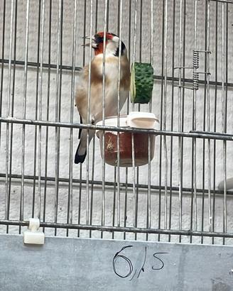 Cardellino
