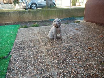 Bracco weimaraner
