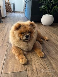 Cucciolo di Chow Chow
