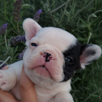 Cuccioli di Bouledogue Francese