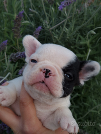 Cuccioli di Bouledogue Francese