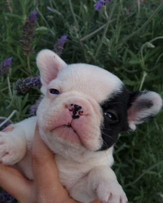 Cuccioli di Bouledogue Francese