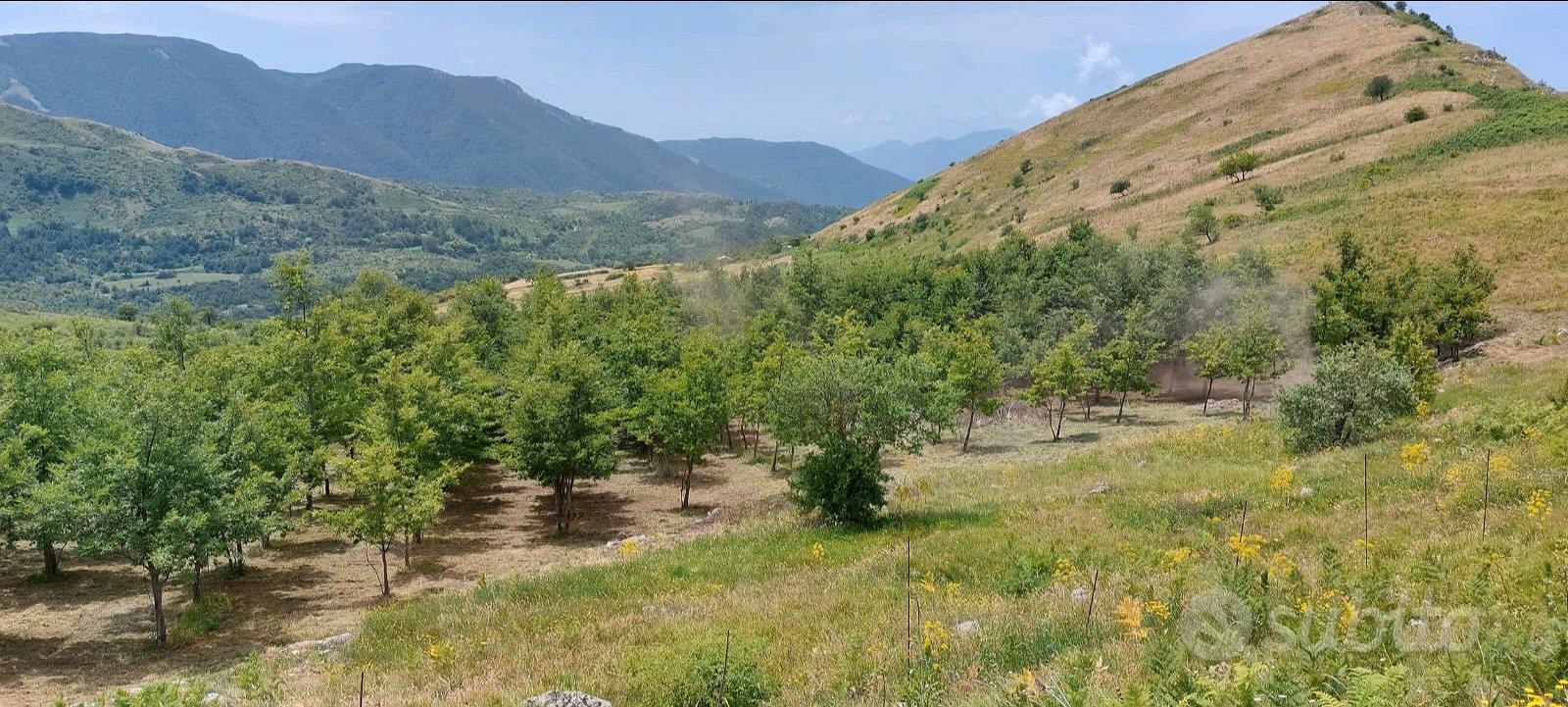 Terreno agricolo con bosco - Altro