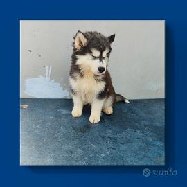 Husky con pedigree enci