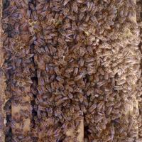 Sciami di Api regina maggio 2025