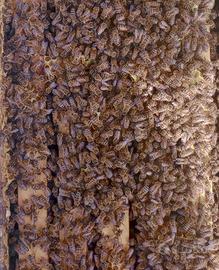 Sciami di Api regina maggio 2025