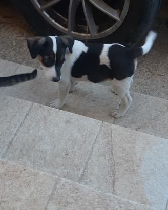 Cuccili di Jack russell