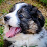 Cucciola di Pastore Australiano