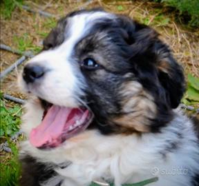 Cucciola di Pastore Australiano