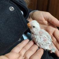 Inseparabili da imbecco