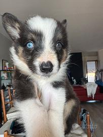 Border collie