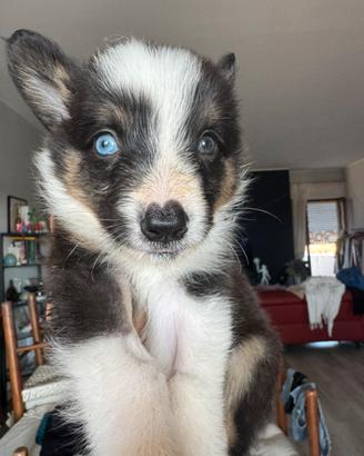 Border collie