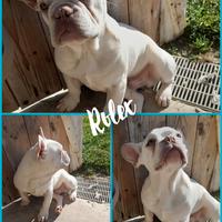 Bulldog francese adulto