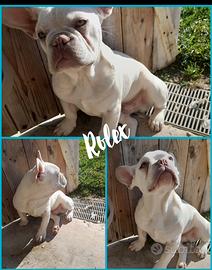 Bulldog francese adulto