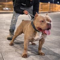 American bully