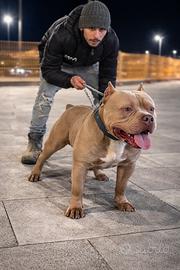 American bully