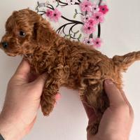 Cuccioli Barboncini Mini Toy