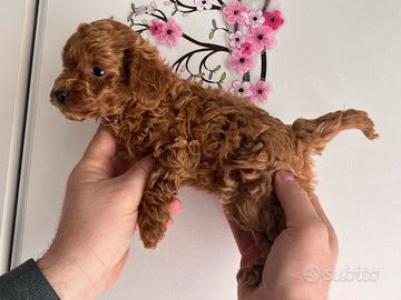 Cuccioli Barboncini Mini Toy