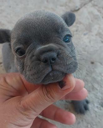 Bulldog francese blu