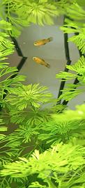 Pesci platy