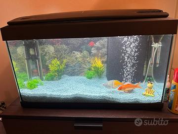 Acquario