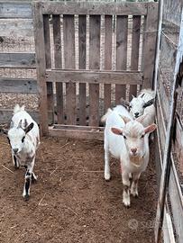 S.C.A. M.B.I. O caprette nane tibetane con Pony