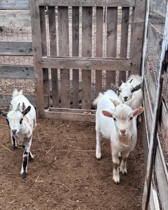 S.C.A. M.B.I. O caprette nane tibetane con Pony