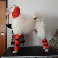 Barbone Poodle protezioni pompon e zampe