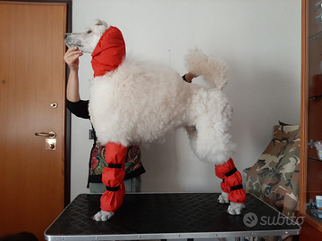 Barbone Poodle protezioni pompon e zampe