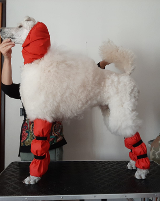 Barbone Poodle protezioni pompon e zampe