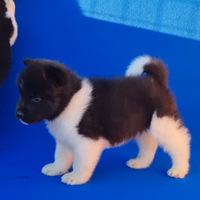 Cuccioli di Akita Americano