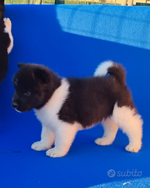 Cuccioli di Akita Americano