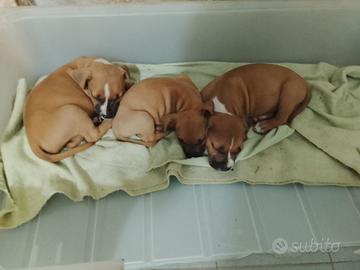 Cuccioli di Pitt occhi blu