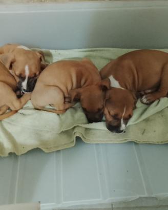 Cuccioli di Pitt occhi blu
