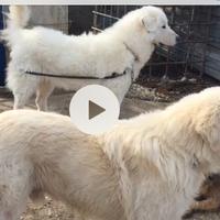 Pastore maremmano abruzzese cuccioli