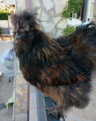 Gallo moroseta nero