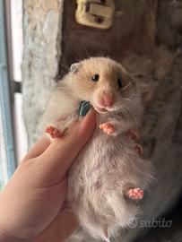 Cuccioli criceto dorato