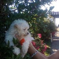 Cuccioli razza bolognese