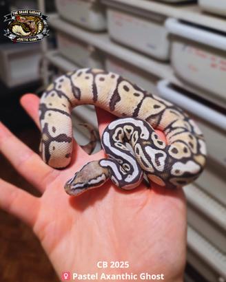 Pitone Reale - Pastel Axanthic Ghost
