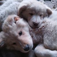 Tre cucciole di incrocio corso/maremmano