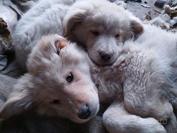 Tre cucciole di incrocio corso/maremmano