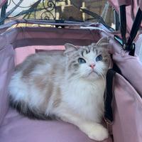 Gatta adulta adozione